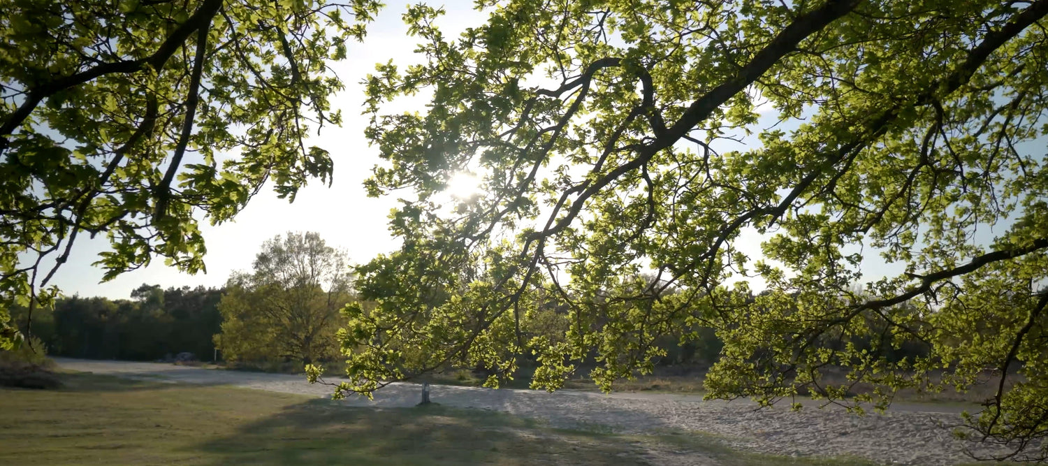 Our Springtime Collection