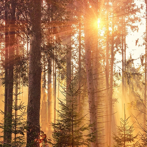 Woody and earthy